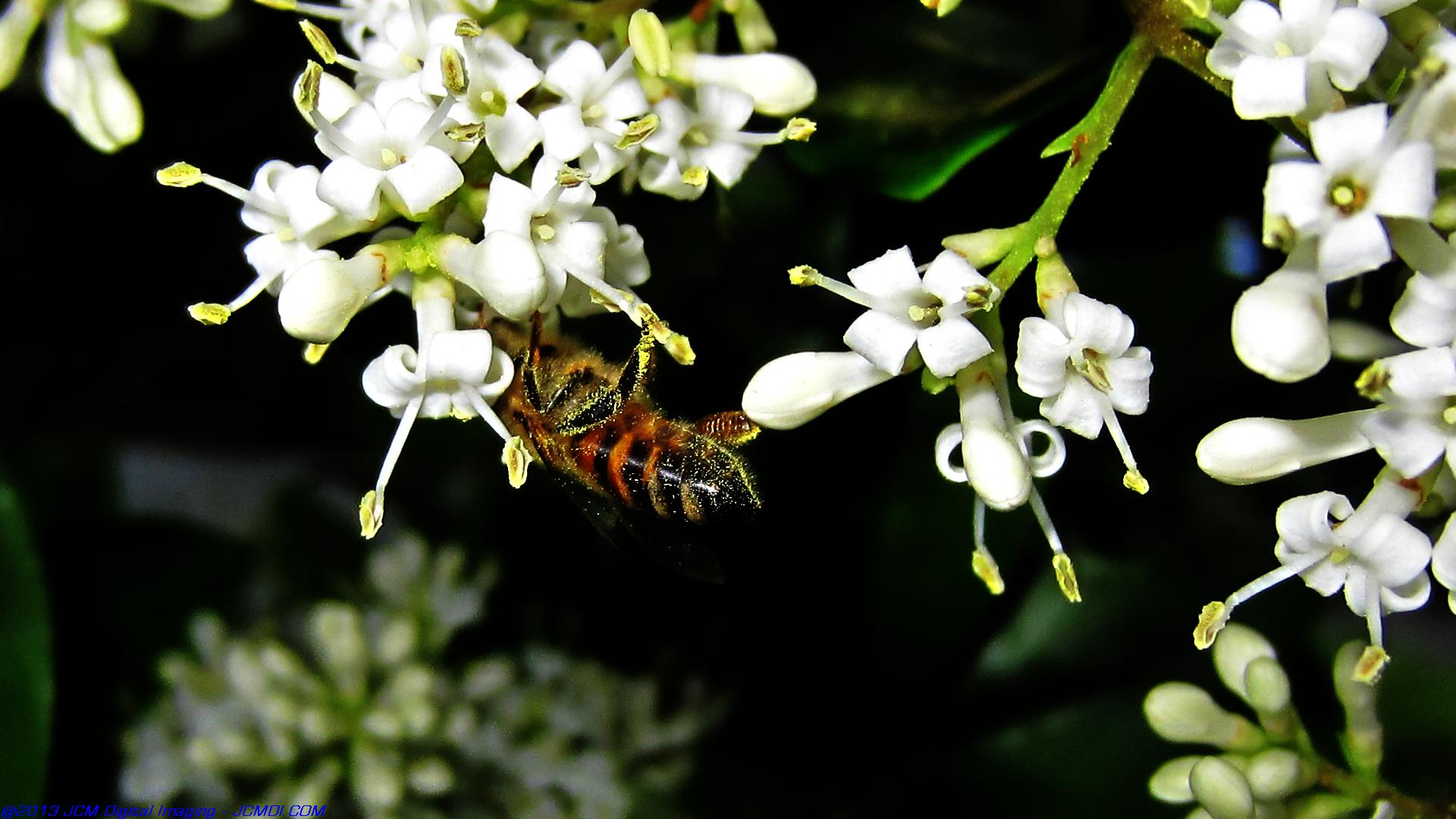 Honeybees on white flowers 